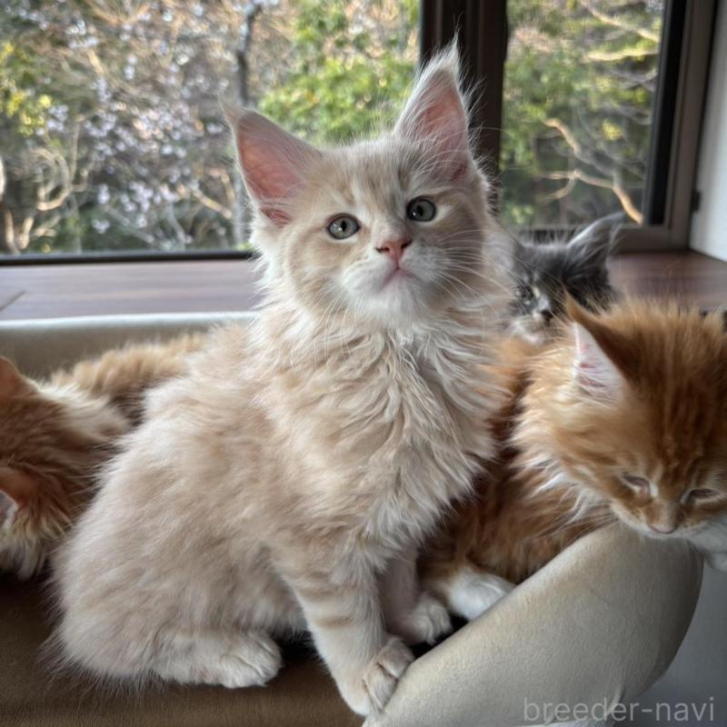 販売中の静岡県のメインクーン-138498の1枚目