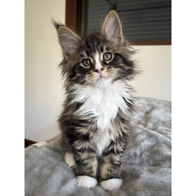 販売中の静岡県のメインクーン-138501の8枚目