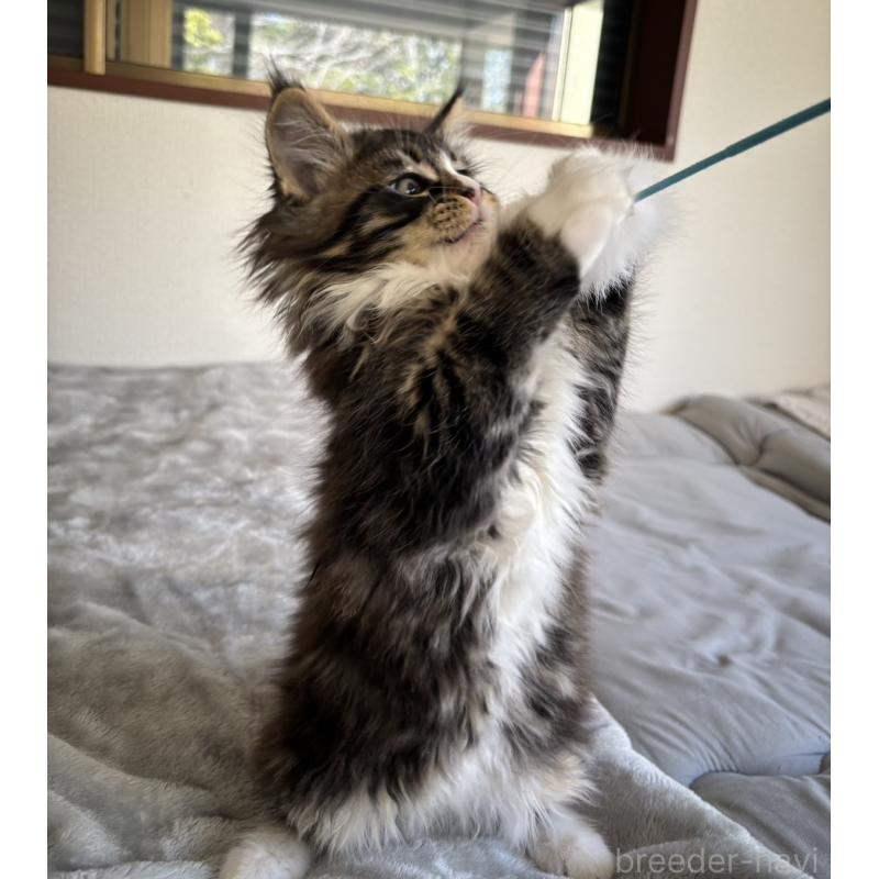 販売中の静岡県のメインクーン-138501の7枚目