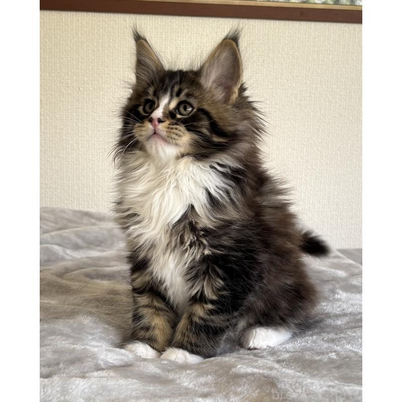 販売中の静岡県のメインクーン-138501の6枚目