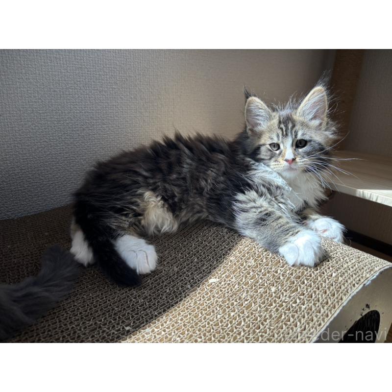 販売中の静岡県のメインクーン-138501の5枚目