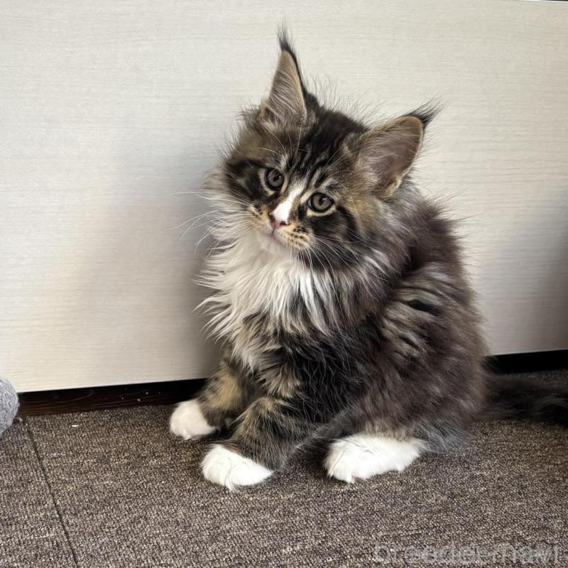 販売中の静岡県のメインクーン-138501の4枚目