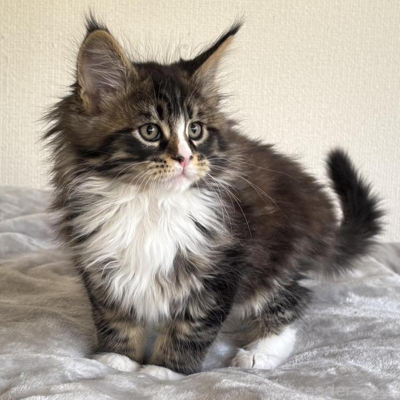 販売中の静岡県のメインクーン-138501の3枚目