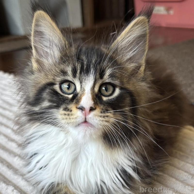 販売中の静岡県のメインクーン-138501