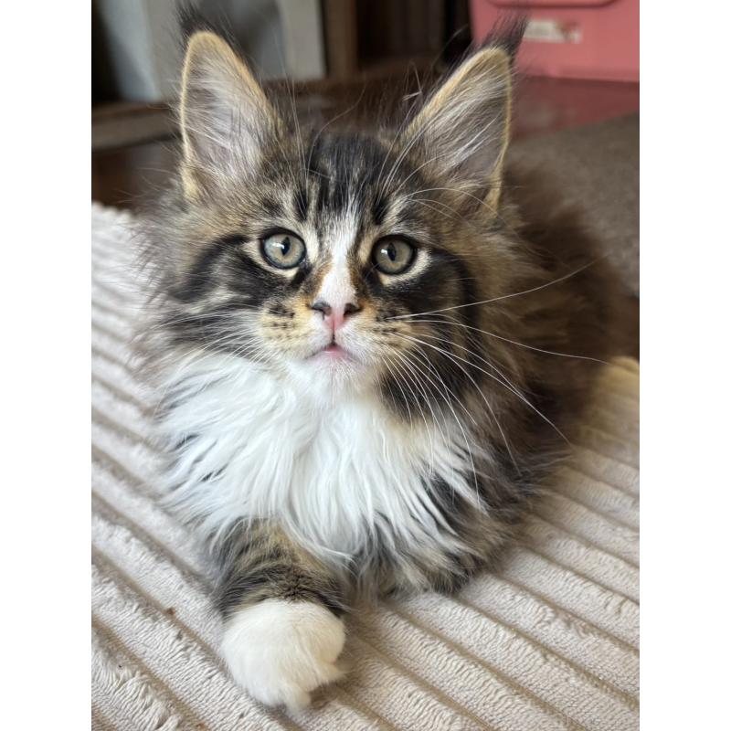 販売中の静岡県のメインクーン-138501の2枚目