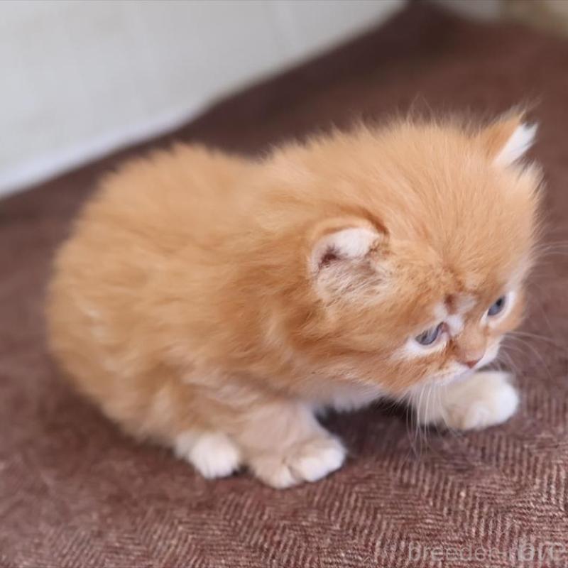 販売中の愛知県のスコティッシュフォールド-138503の5枚目