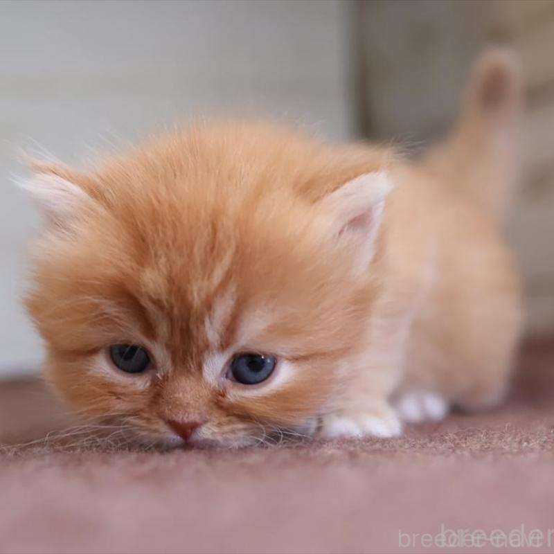 販売中の愛知県のスコティッシュフォールド-138503の4枚目