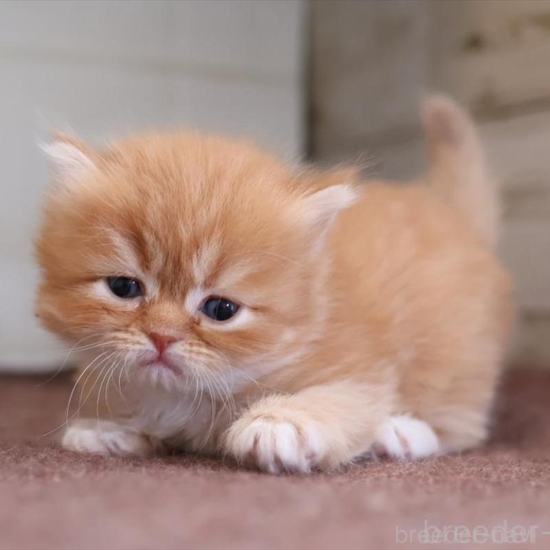 販売中の愛知県のスコティッシュフォールド-138503の1枚目