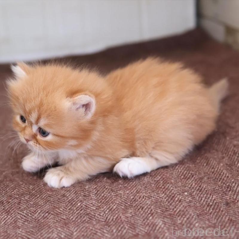 販売中の愛知県のスコティッシュフォールド-138503の2枚目