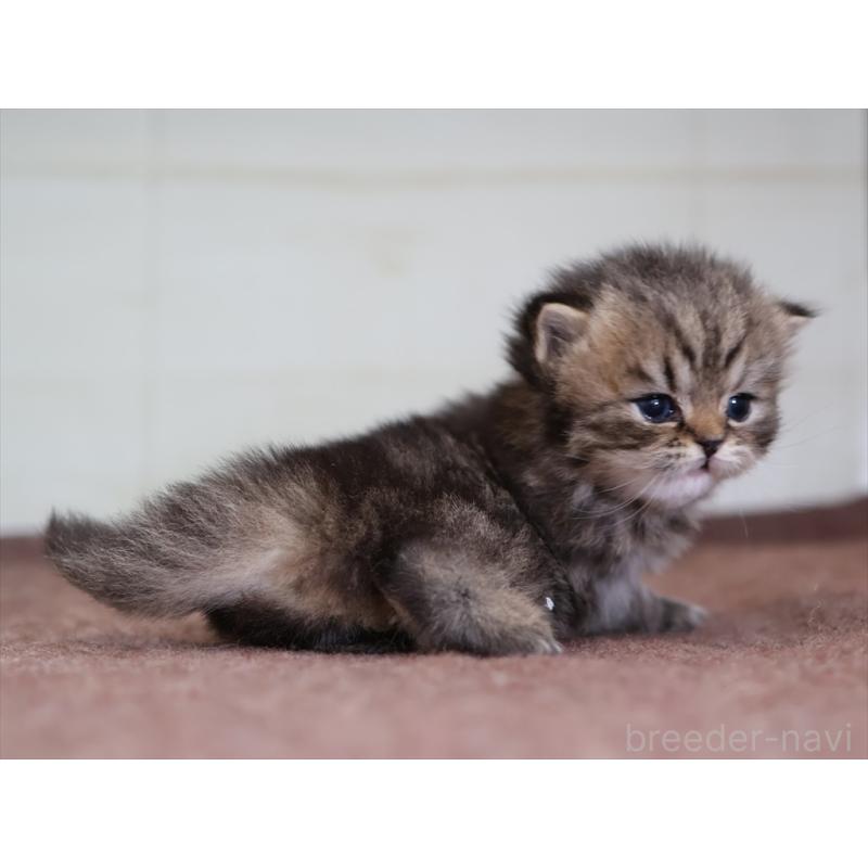 販売中の愛知県のマンチカン-138504の8枚目