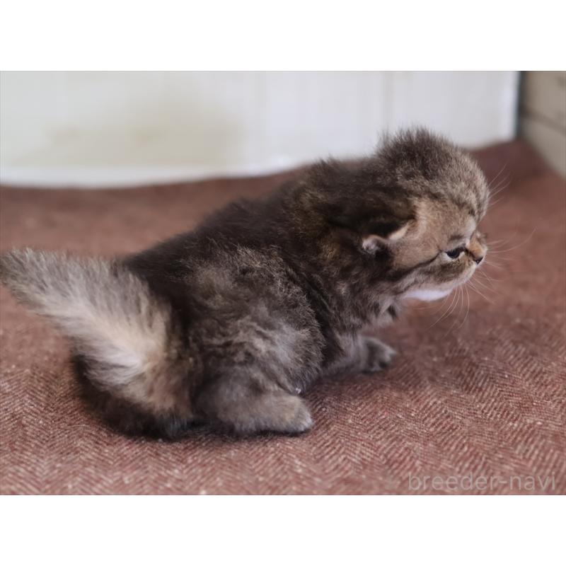 販売中の愛知県のマンチカン-138504の7枚目