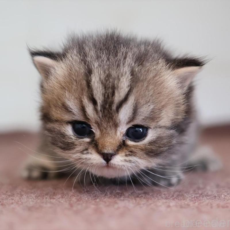 販売中の愛知県のマンチカン-138504の6枚目