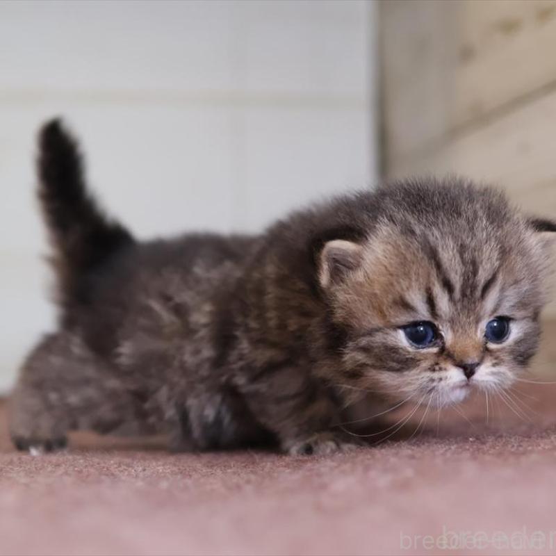 販売中の愛知県のマンチカン-138504の4枚目