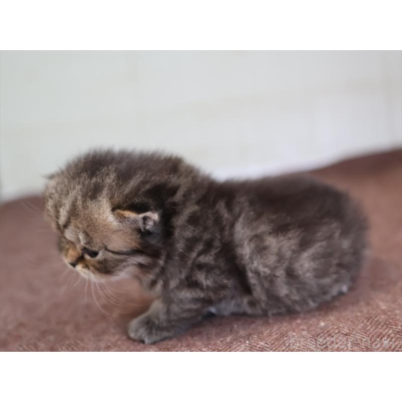 販売中の愛知県のマンチカン-138504の2枚目