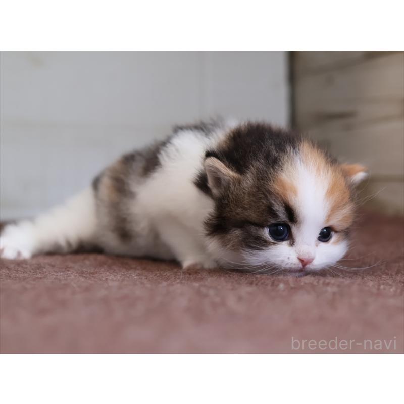 販売中の愛知県のマンチカン-138506の8枚目