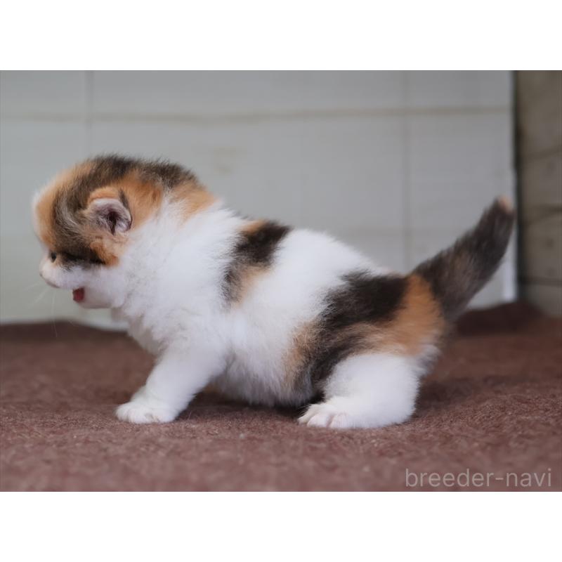 販売中の愛知県のマンチカン-138506の7枚目