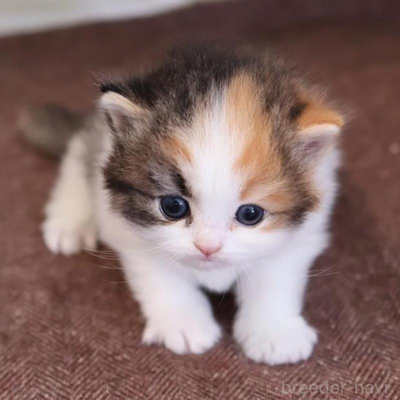 販売中の愛知県のマンチカン-138506の6枚目