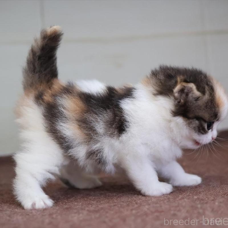 販売中の愛知県のマンチカン-138506の5枚目