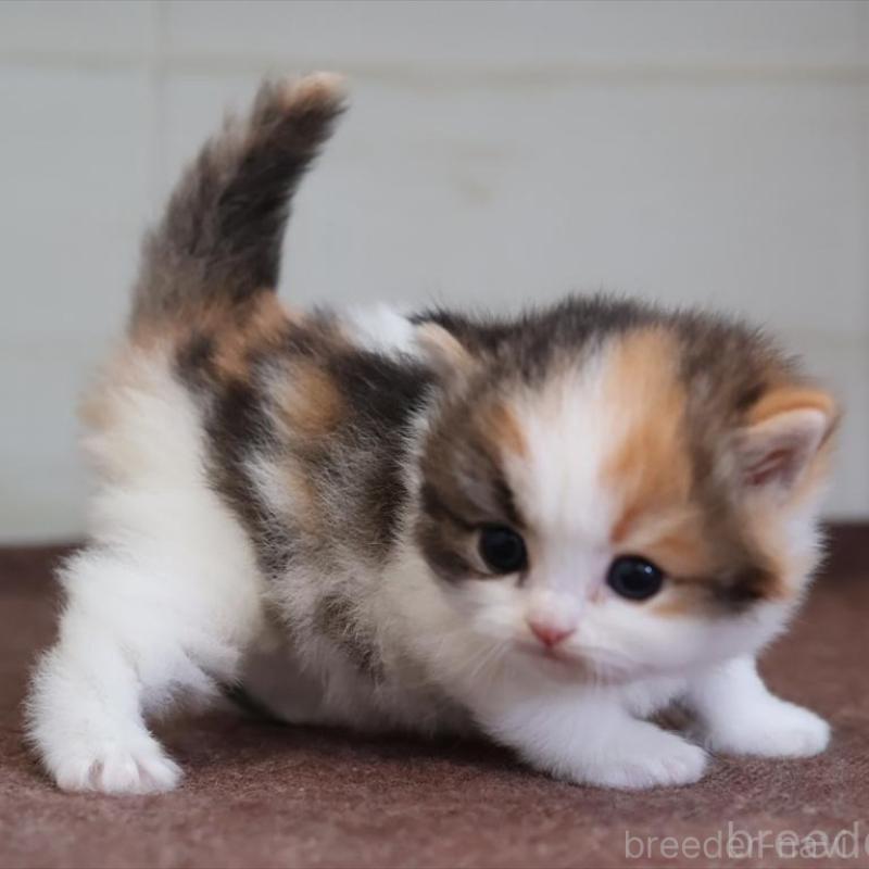 販売中の愛知県のマンチカン-138506の4枚目