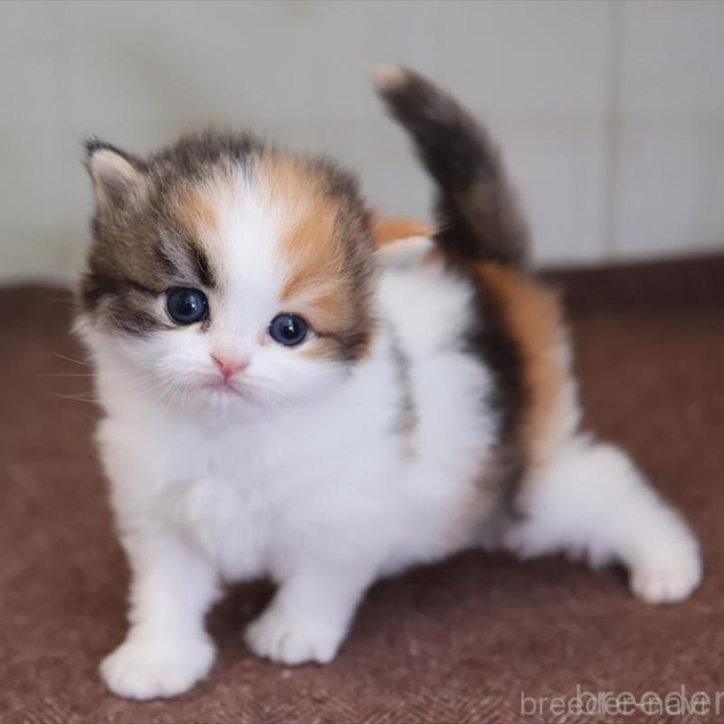 販売中の愛知県のマンチカン-138506