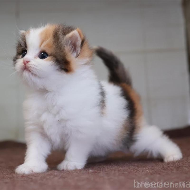 販売中の愛知県のマンチカン-138506の3枚目