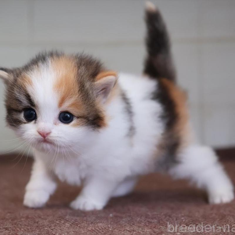 販売中の愛知県のマンチカン-138506の2枚目