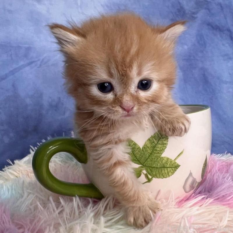 販売中の千葉県のブリティッシュショートヘア-138507の5枚目