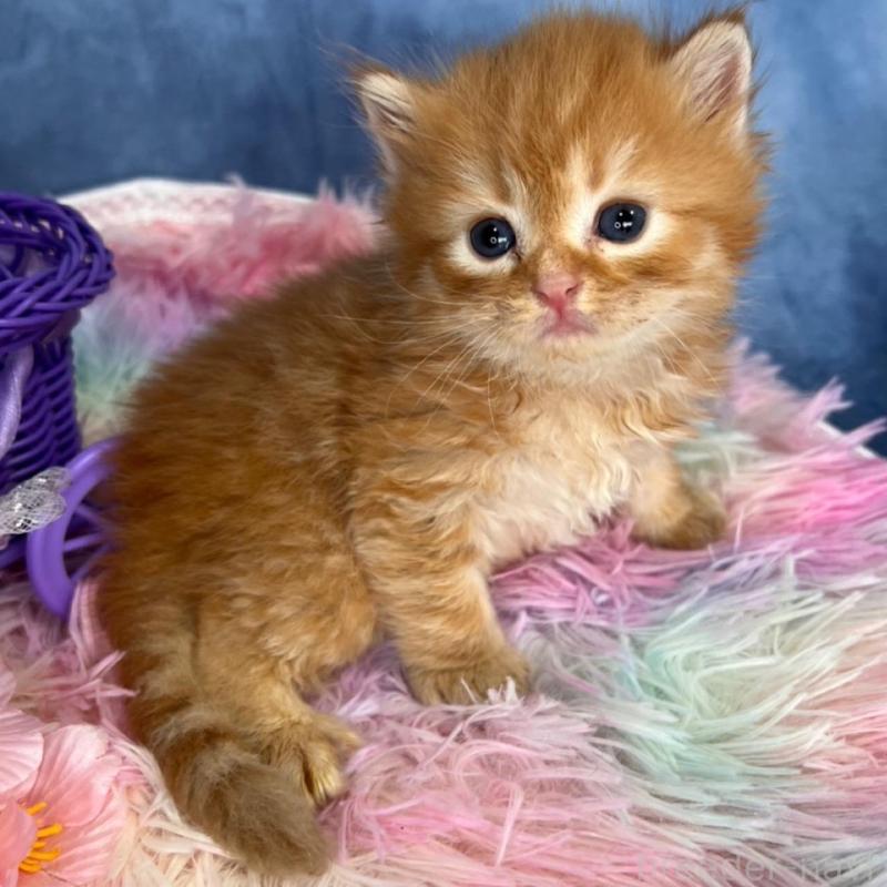 販売中の千葉県のブリティッシュショートヘア-138507の4枚目