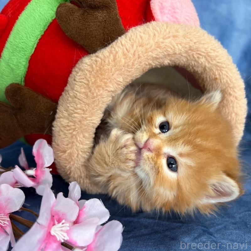 販売中の千葉県のブリティッシュショートヘア-138507の3枚目