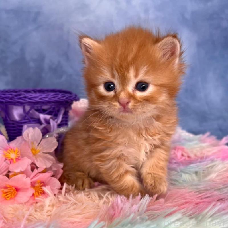 販売中の千葉県のブリティッシュショートヘア-138507の2枚目