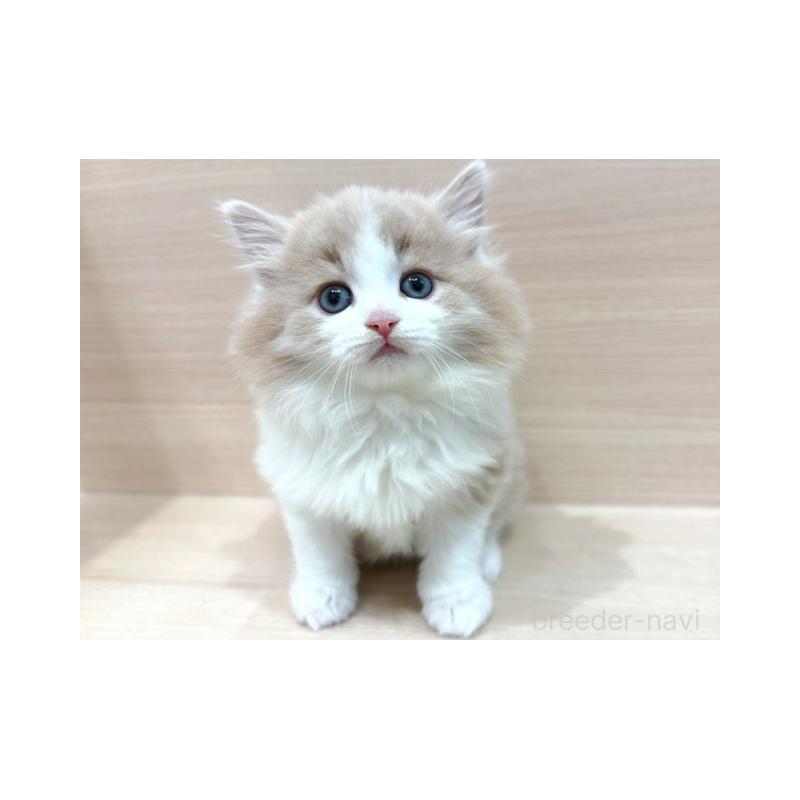 販売中の東京都のノルウェージャンフォレストキャット-138509