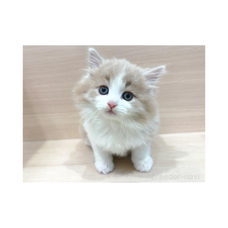 販売中の東京都のノルウェージャンフォレストキャット-138509の5枚目