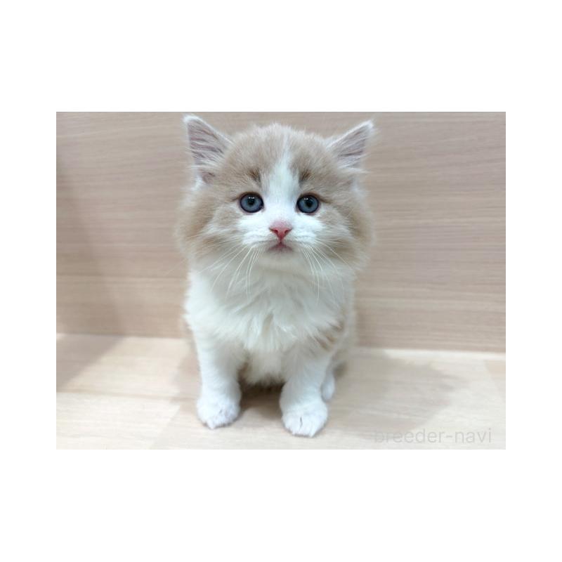 販売中の東京都のノルウェージャンフォレストキャット-138509の4枚目