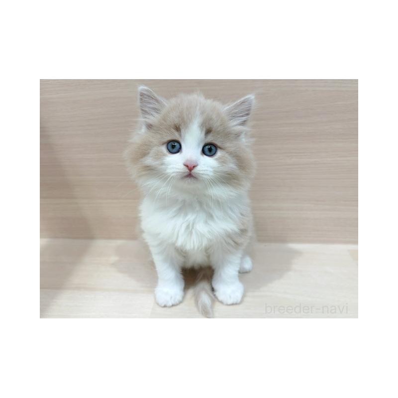 販売中の東京都のノルウェージャンフォレストキャット-138509の3枚目