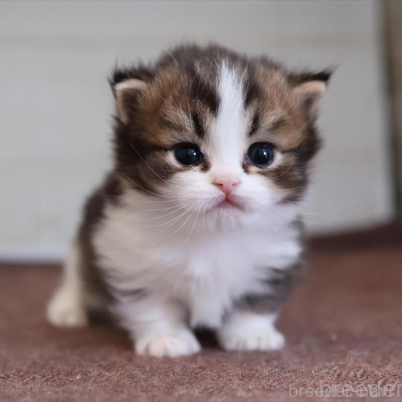 販売中の愛知県のマンチカン(短足)-138508