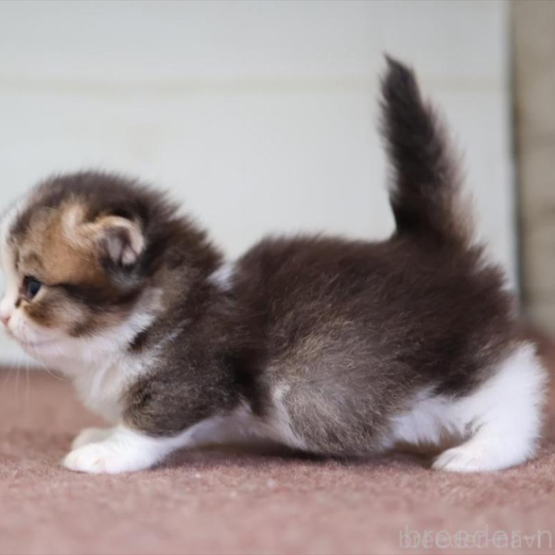 販売中の愛知県のマンチカン(短足)-138508の9枚目