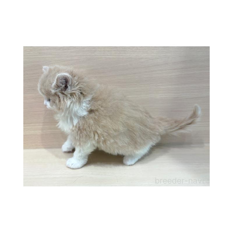 販売中の東京都のノルウェージャンフォレストキャット-138509の2枚目