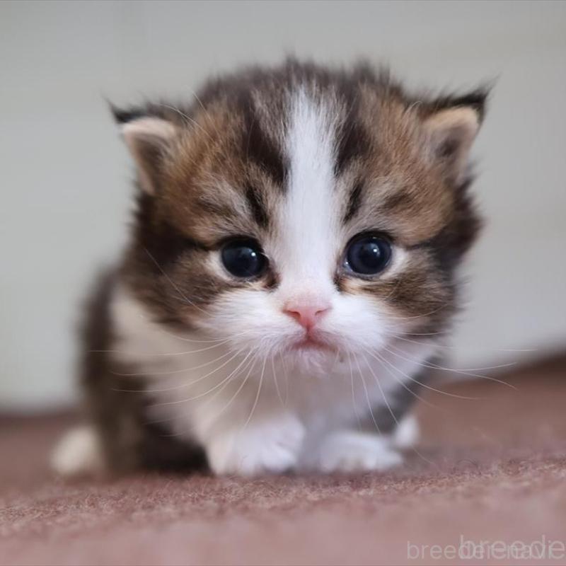 販売中の愛知県のマンチカン(短足)-138508の8枚目