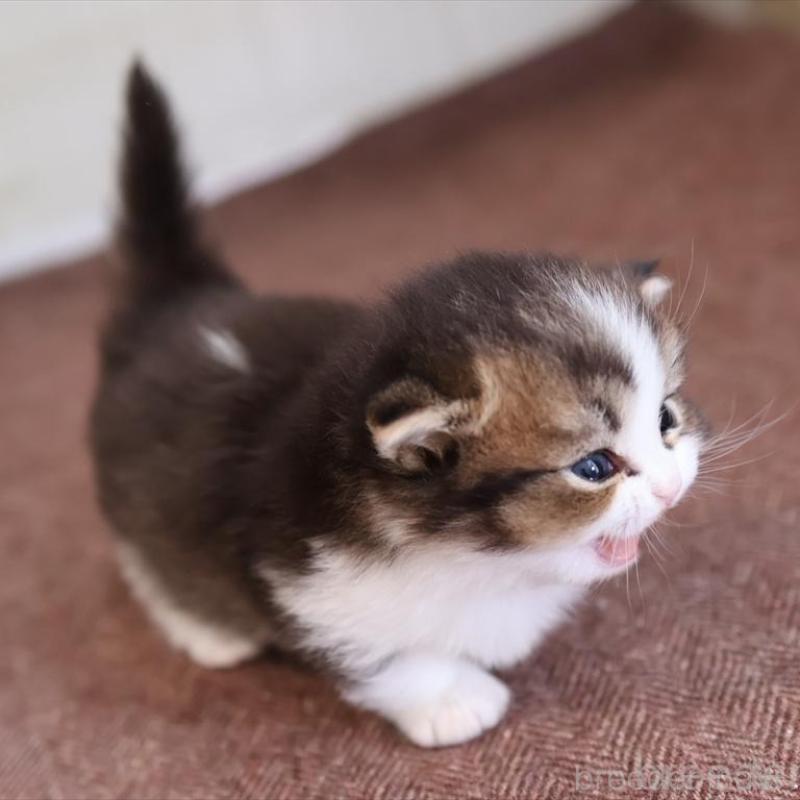 販売中の愛知県のマンチカン(短足)-138508の7枚目