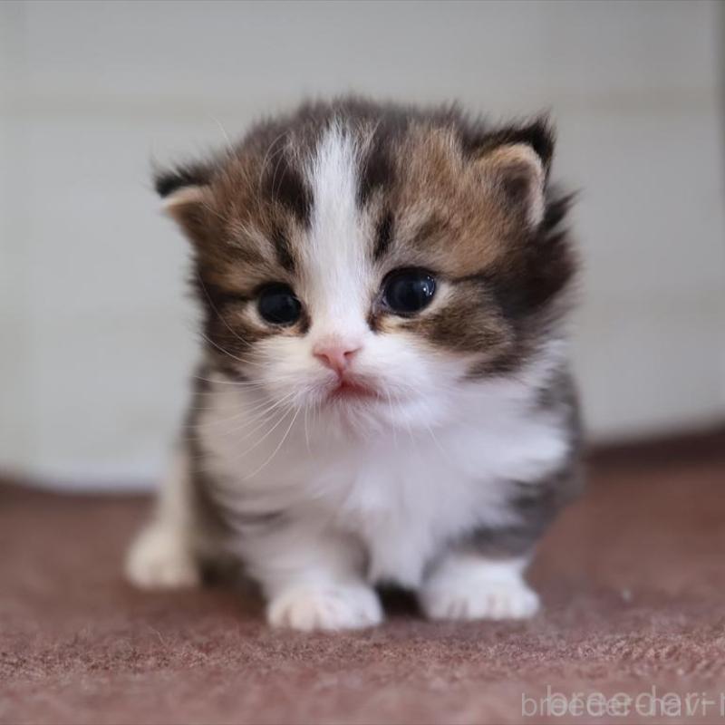 販売中の愛知県のマンチカン(短足)-138508の6枚目