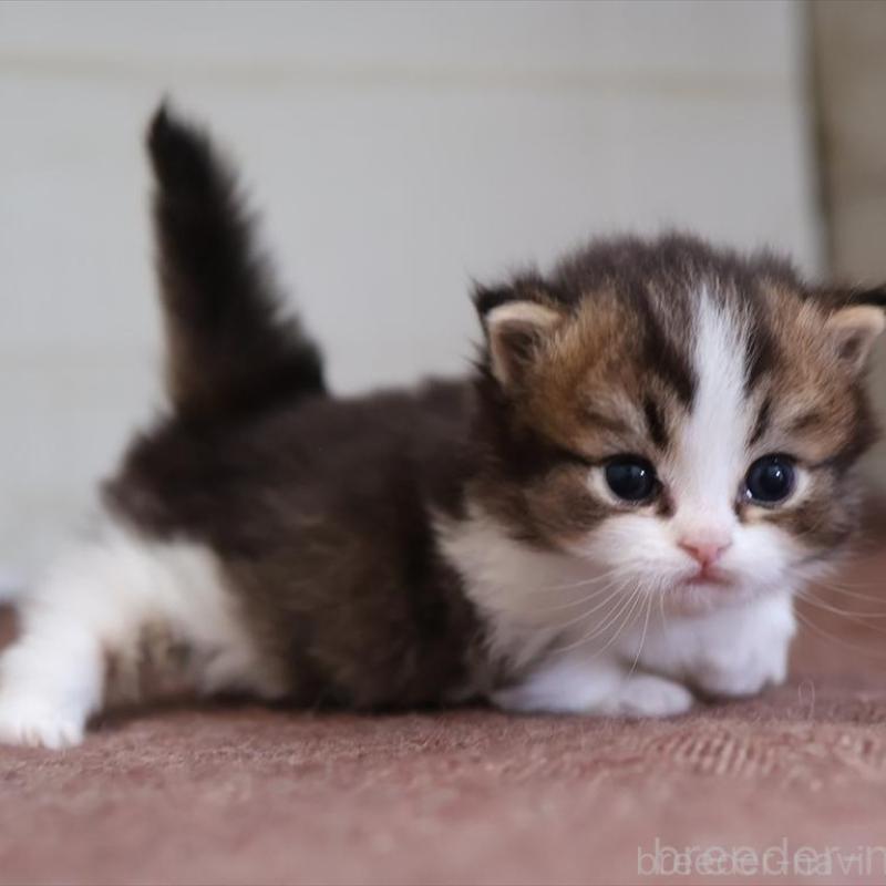 販売中の愛知県のマンチカン(短足)-138508の5枚目