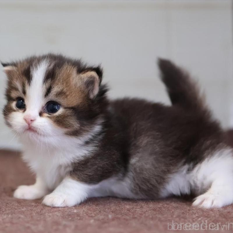 販売中の愛知県のマンチカン(短足)-138508の4枚目