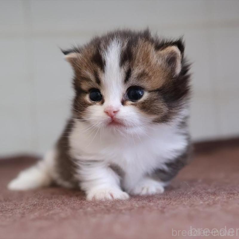 販売中の愛知県のマンチカン(短足)-138508の3枚目