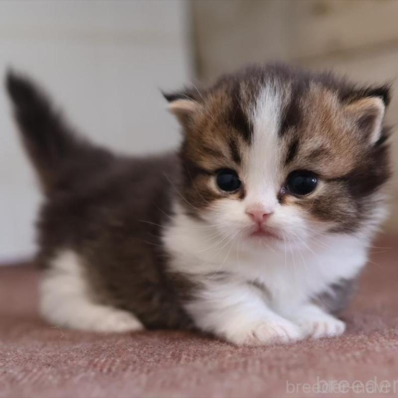販売中の愛知県のマンチカン(短足)-138508の2枚目