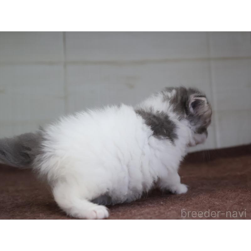 販売中の愛知県のサイベリアン-138510の13枚目