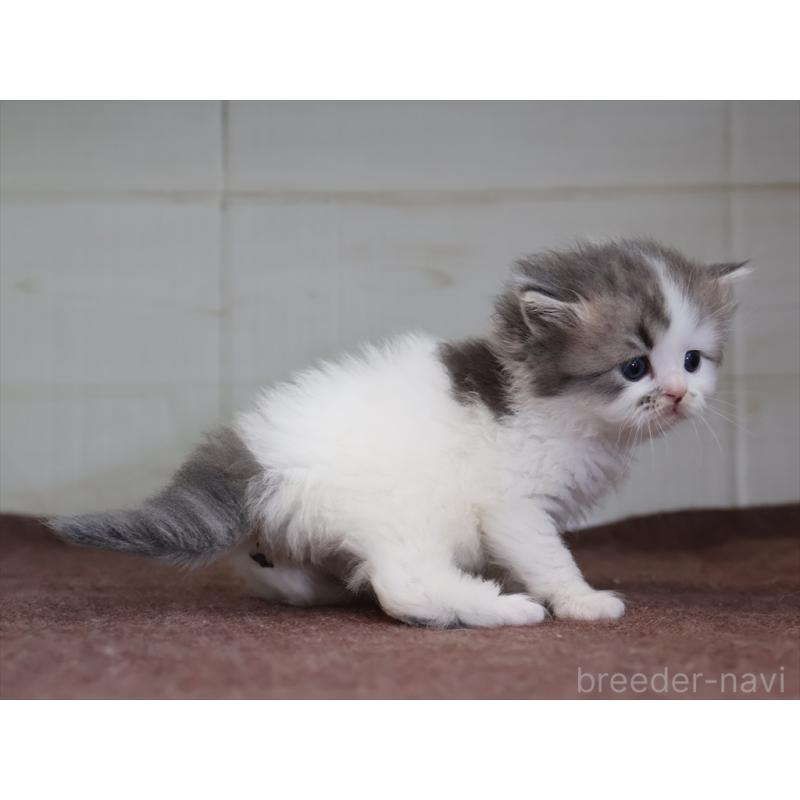 販売中の愛知県のサイベリアン-138510の12枚目