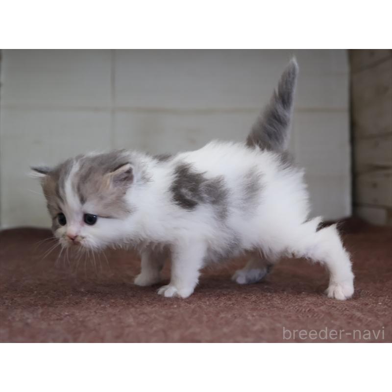 販売中の愛知県のサイベリアン-138510の11枚目