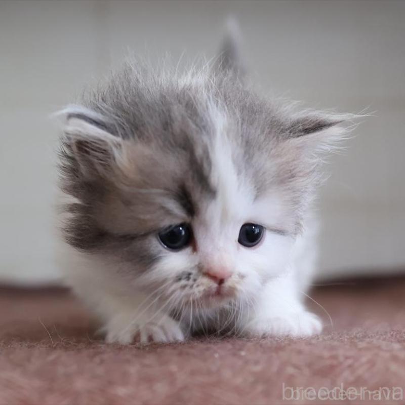 販売中の愛知県のサイベリアン-138510の9枚目