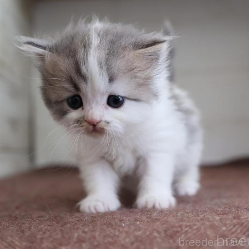 販売中の愛知県のサイベリアン-138510の8枚目