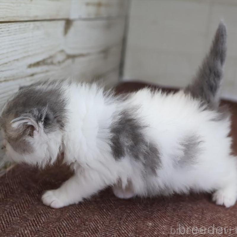 販売中の愛知県のサイベリアン-138510の7枚目